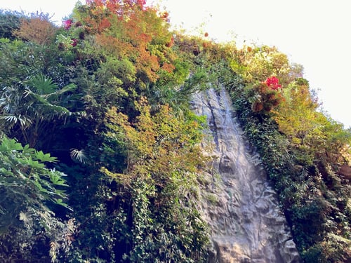 Une cascade artificielle descend d'une paroi rocheuse recouverte d'une végétation luxuriante, avec des feuilles aux teintes