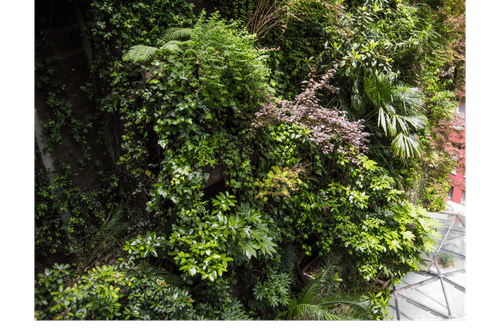 Un mur végétal luxuriant en milieu urbain, avec un feuillage dense et une variété de plantes grimpantes. Idéal pour les