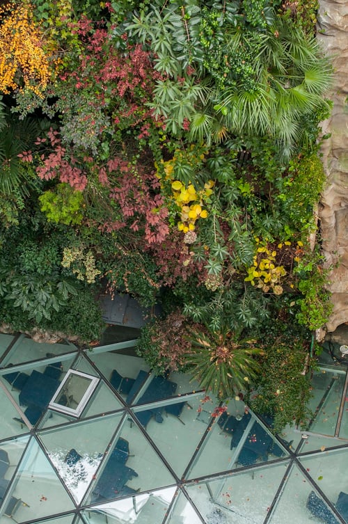 Vue aérienne d'une serre avec un mur luxuriant de plantes tropicales et de feuilles colorées, se reflétant dans un toit de