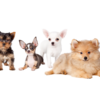 Small dogs friendly