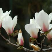 Foto Flores Propuesta primavera 2018 Foto Flores Propuesta primavera 2018