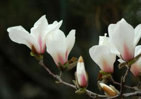 Foto Flores Propuesta primavera 2018 Foto Flores Propuesta primavera 2018