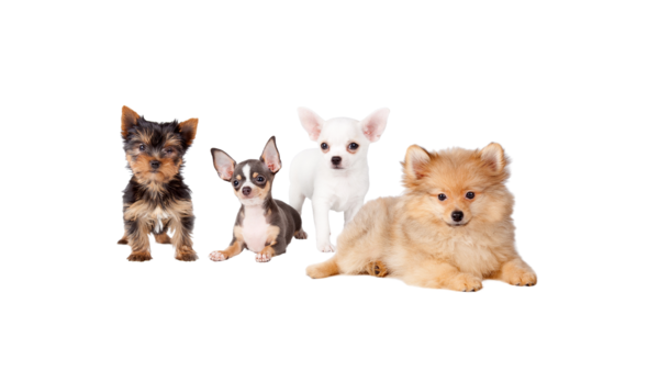 Small dogs friendly Small dogs friendly