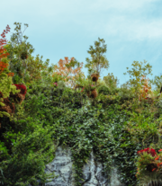 Inhala Jardín vertical con cielo Inhala Jardín vertical con cielo